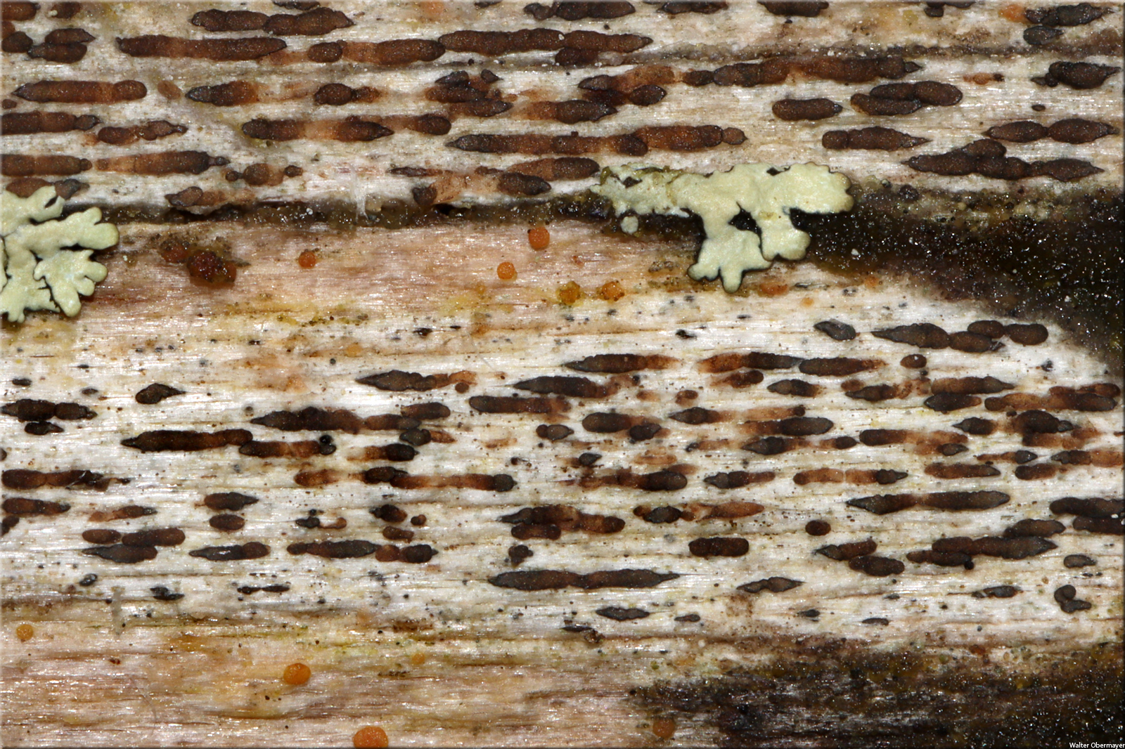 xylographaparallelaobermayer