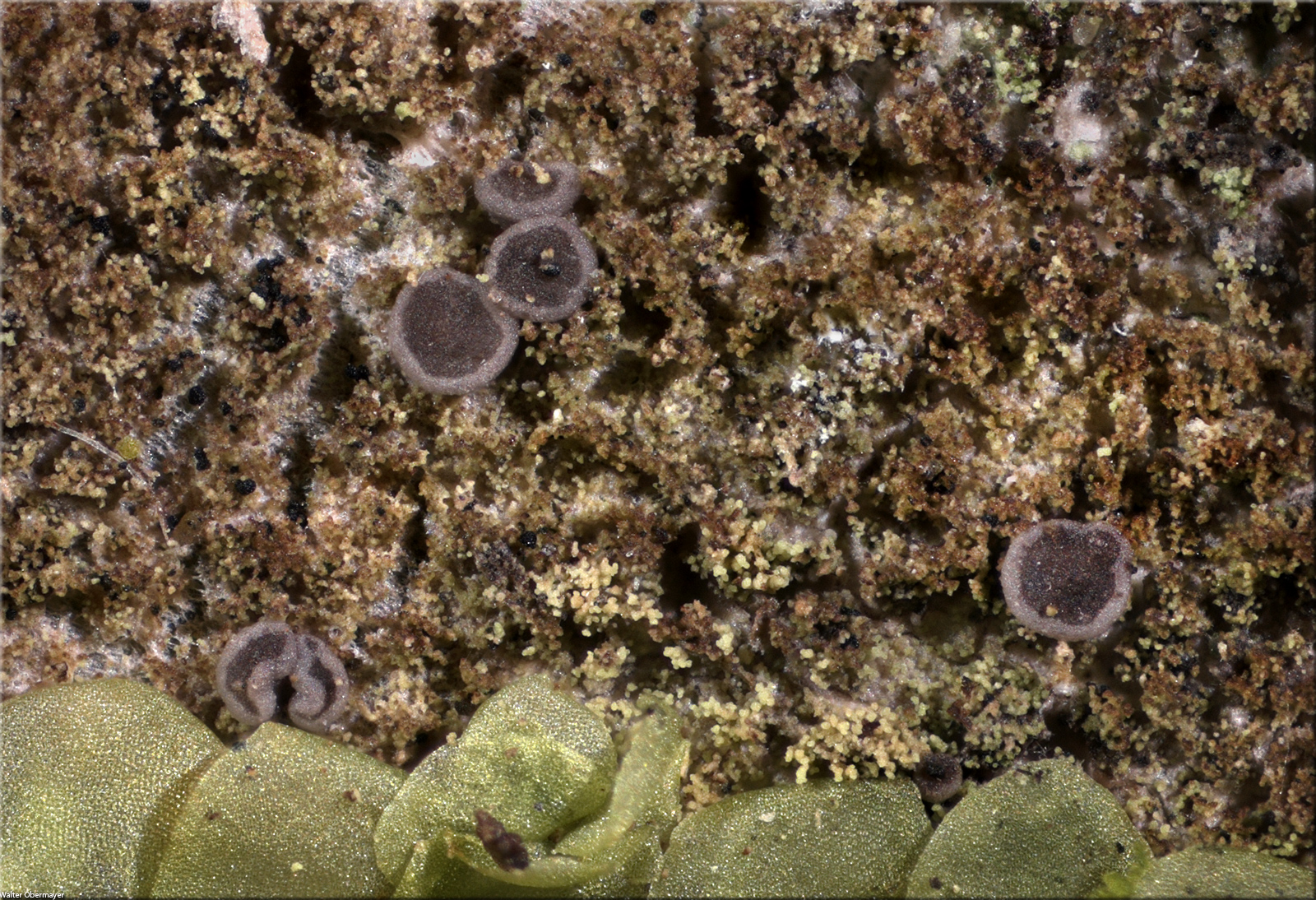 bacidinasulphurellaobermayer