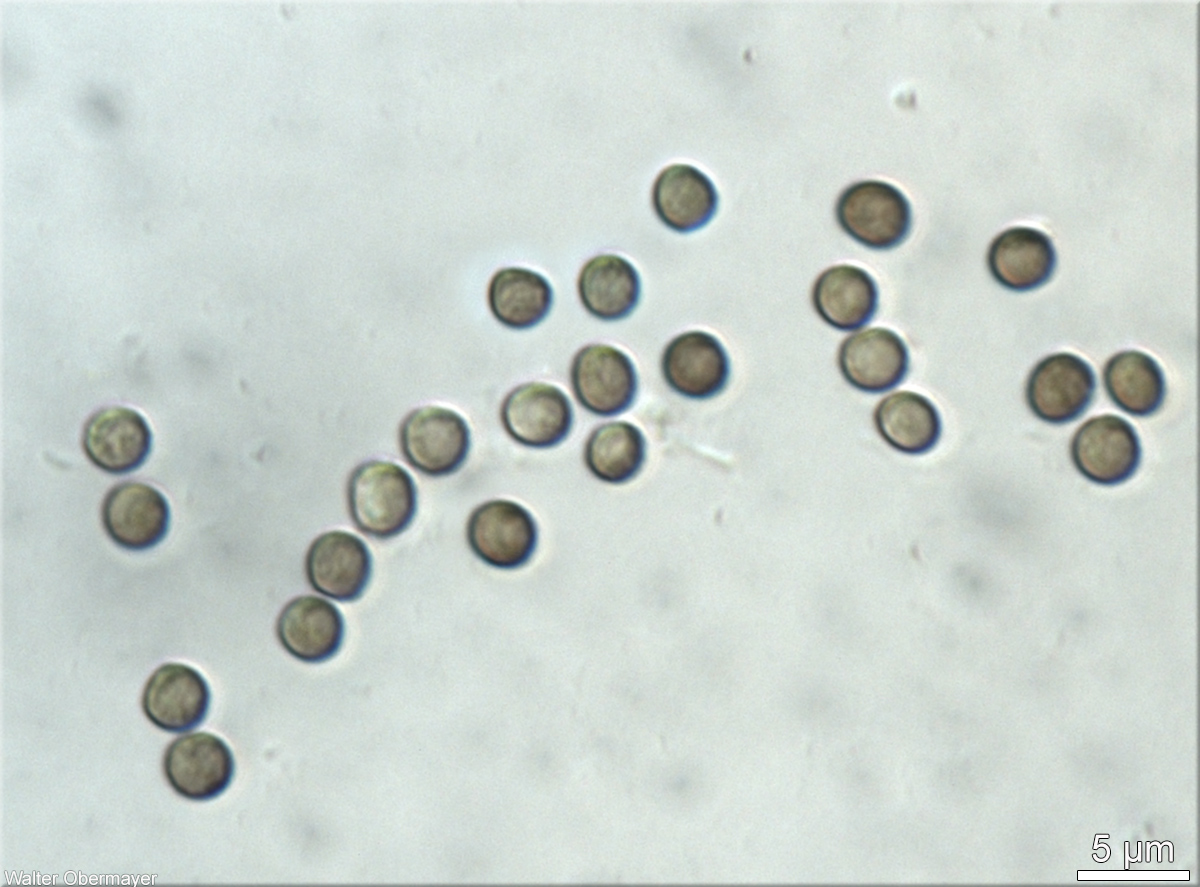 lichenoconiumerodensobermayer