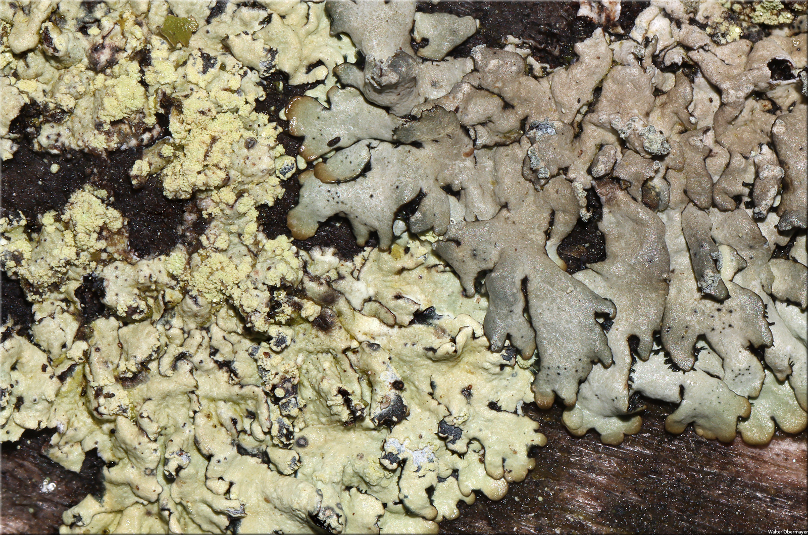 parmeliopsisambiguaobermayer