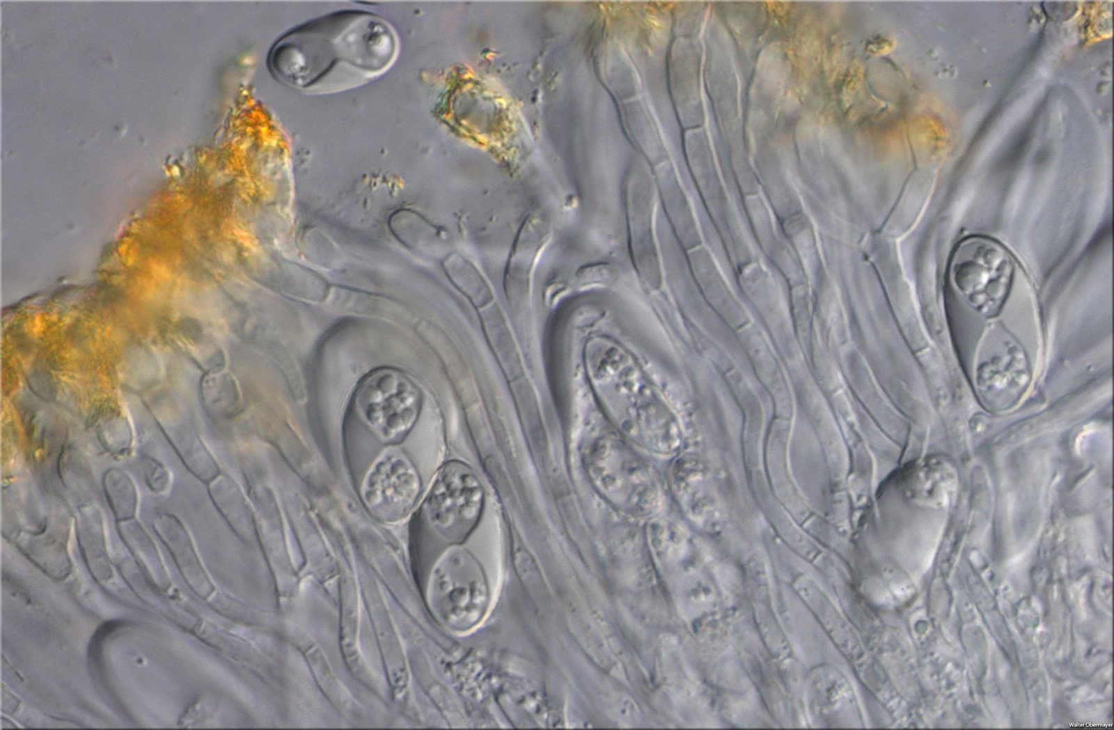 xanthoriaparietinaobermayer