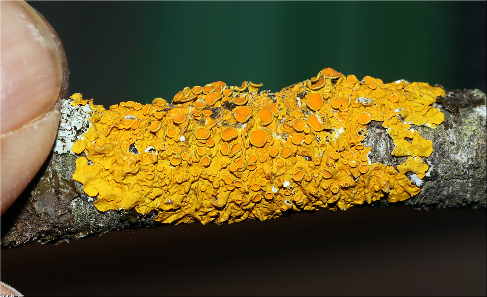 xanthoriaparietinaobermayer